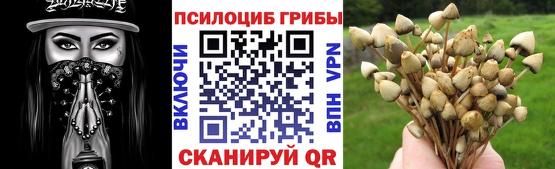 площадка формула  продажа наркотиков  Нестеровская  Псилоцибиновые грибы Psilocybe 